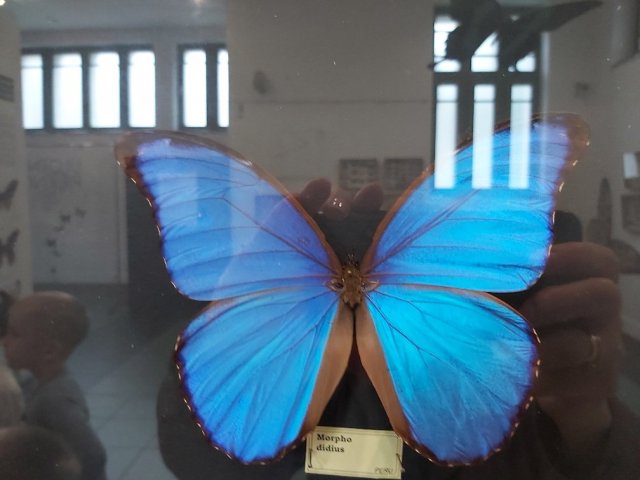 Wystawa motyli
