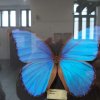 Wystawa motyli